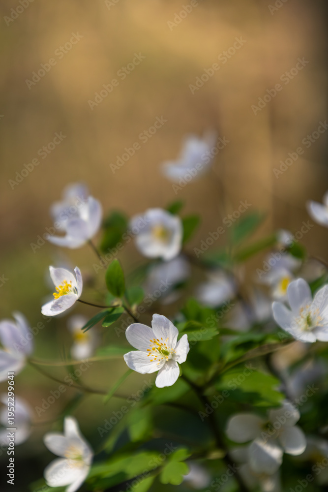 Fototapeta premium Isopyrum thalictroides flowers in soft focus with copy space 