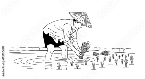 Man Planting Rice in Paddy Field.
