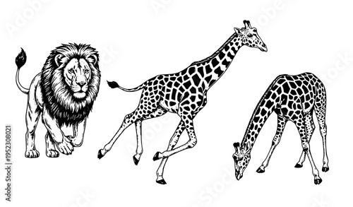 Vintage engraved African safari animals vector set with running lion and giraffes wildlife illustration isolated on white