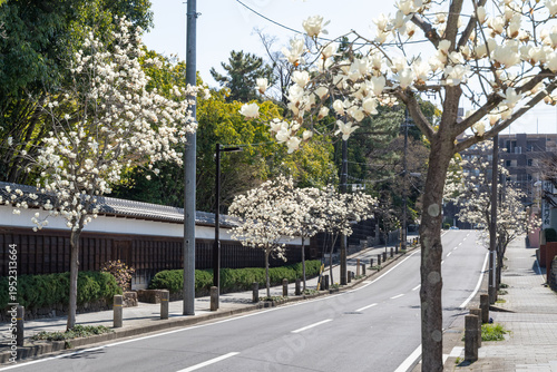 ハクモクレンの咲く道（名古屋市東区・文化のみち）
