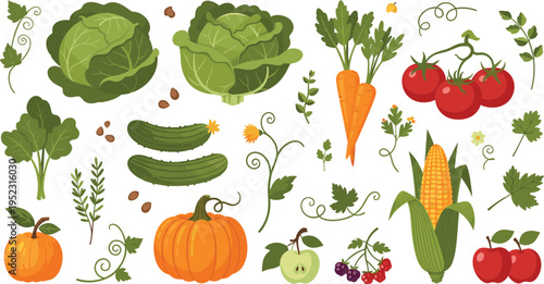 Fresh organic vegetable and fruit collection with pumpkin cabbage tomato carrot corn cucumber apple and garden nature harvest elements.Fresh organic vegetable and fruit collection with pumpkin cabbage