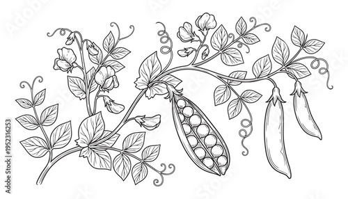 Pea plant botanical vector illustration, showing pods, leaves, and tendrils, garden vegetable