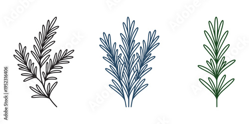 Rosemary sprigs vector illustration, different color options