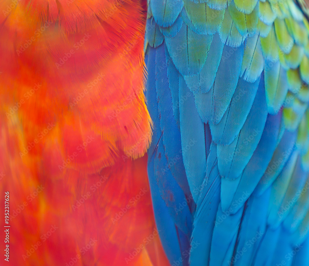 Fototapeta premium Macaw Feathers Close Up