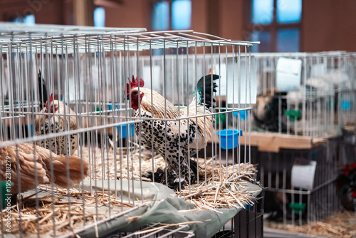 Rooster in a Cage at Show