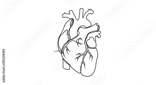 Minimalist line drawing depicting a human heart with visible vessels