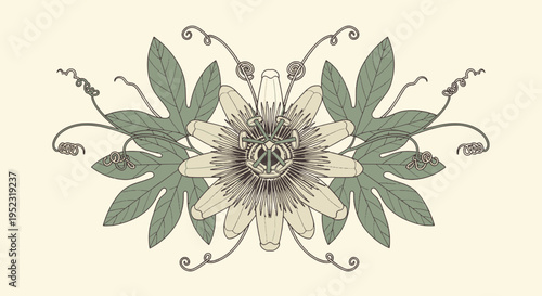 A symmetrical botanical illustration of a passionflower with leaves and tendrils on cream