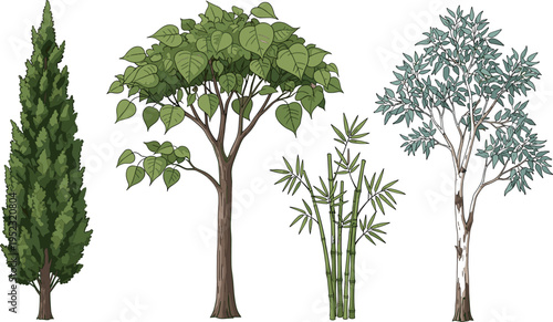 Tree illustrations, conifer, deciduous, bamboo, eucalyptus, botanical diversity, plant morphology, vector design