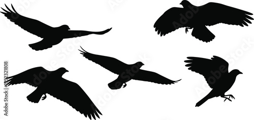 Birds Silhouette Illustration Set Featuring Flying Raptors and Birds of Prey for Wildlife, Nature, and Animal Designs