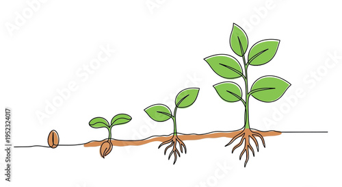 A simple line drawing illustrating the stages of plant growth from seed