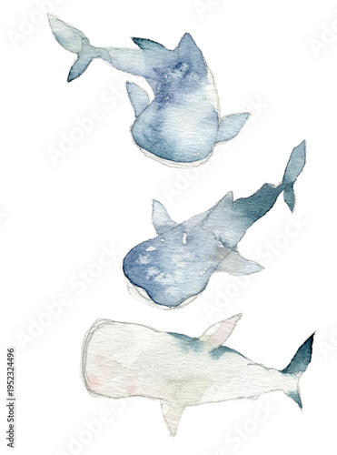 Photography Hand painted watercolor whale shark illustration set, ocean animal clipart isola