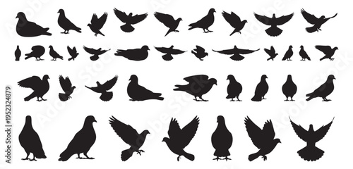 Branding icon kit with pigeon silhouettes, flat monochrome marks optimized for logo systems, app icons and corporate identity, consistent shapes support cohesive visual language and scalable use.