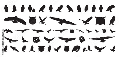 Nighttime owls glide through air. Owls in flight reveal nighttime migration patterns clearly observed. Silhouettes of owls in motion demonstrate nocturnal migratory behavior during evening hours