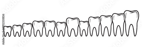 Dental health vector illustration showing healthy teeth in ascending size, promoting oral care