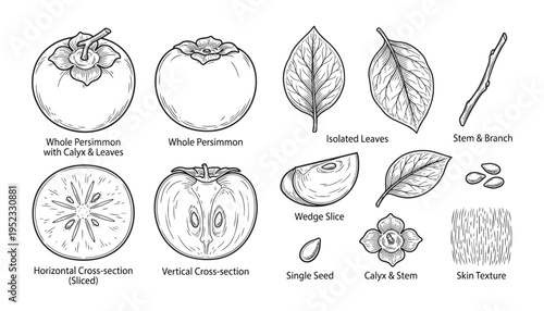 Persimmon fruit illustration various views whole sliced leaves branch texture
