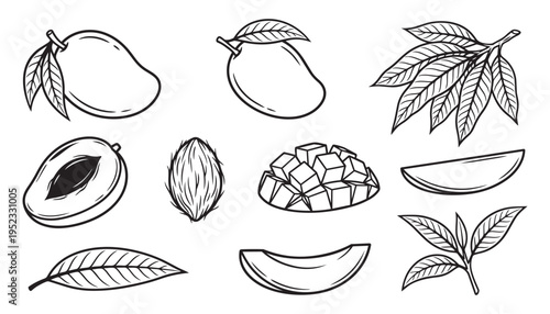 Mango fruit illustration whole sliced leaves pit cubed flesh branch
