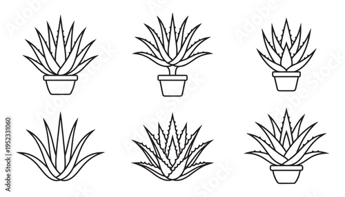 Aloe vera plant illustrations various types potted and unpotted