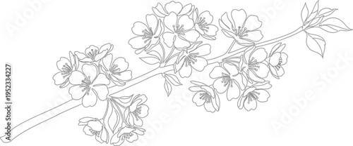 Detailed line art illustration of a blooming cherry blossom branch with delicate petals and early spring leaves, ideal for coloring books and nature designs.
