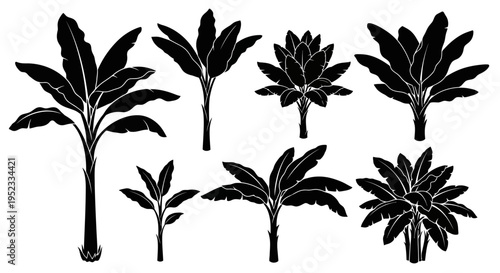 Black Silhouette Banana Palm Trees Isolated White Background Vector Set