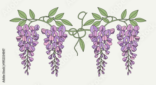 Detailed floral illustration of cascading purple wisteria blooms with green foliage and vines