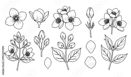 Jasmine flower botanical engraving vector set hand drawn floral line art plant illustration