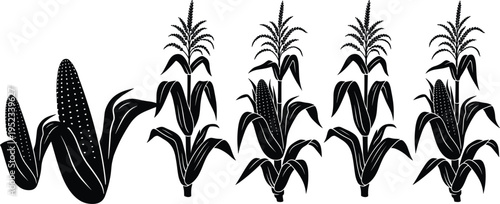 Corn plant silhouettes maize crop agriculture farming organic food grain botanical vector illustration set cad drawing flat design collection
