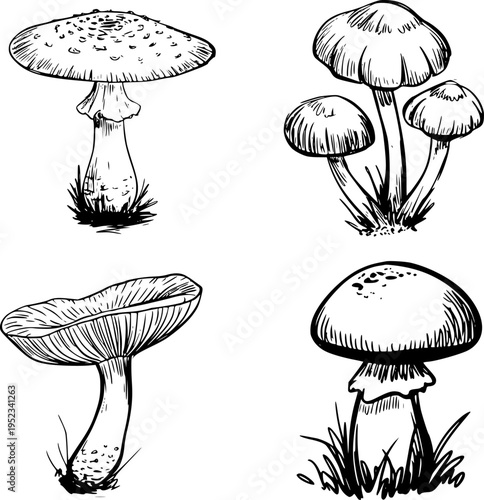 Hand Drawn Style Mushrooms Isolated White Background fungi nature
