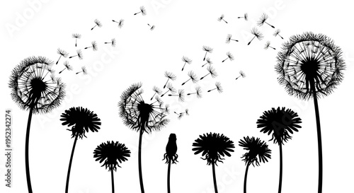 Silhouette of dandelions with seeds blowing in the wind against a white background, representing nature and growth