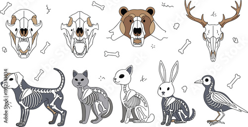 Animal Skeleton and Skull Collection Featuring Bear, Deer, Dog, Rabbit, Bird, and Horned Skulls in Hand Drawn Vector Style for Anatomy and Education Design.