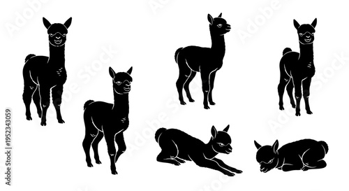 Set of Black Alpaca Silhouettes in Various Poses on White Background