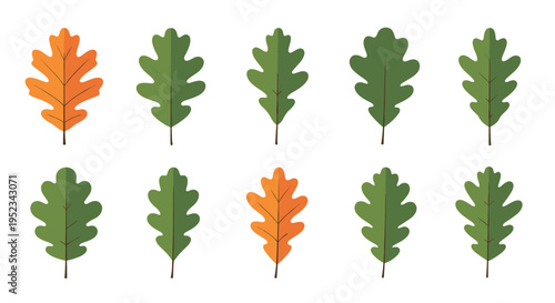 Educational illustration showing two rows of oak leaves with most being green and two turned orange to represent the autumn season change.