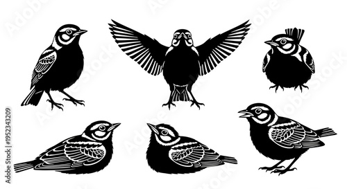 Set of Black and White Lark Birds Illustrations - Various Poses