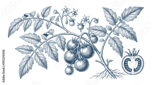 Tomato, Blue tomato plant illustration detailed etching vector, sliced tomato and roots