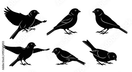 Set of black silhouettes of birds in various poses on a white background