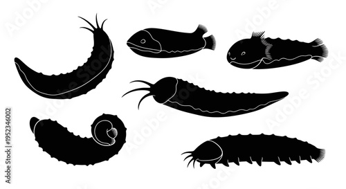 Set of Black Silhouettes of Marine Creatures and Invertebrates