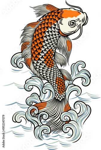 A koi carp coy fish. An ori...