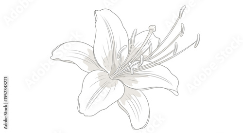 Vector lily flower illustration