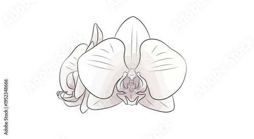 Vector illustration of a white orchid flower