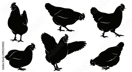 Set of Chicken Silhouettes: Various Poses of Domestic Fowl