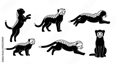 Set of Cheetah Poses, Black and White Vector Illustrations