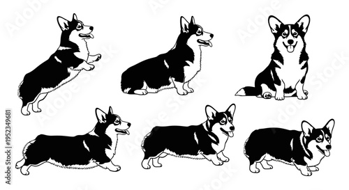 Set of Corgi Dog Poses, Black and White Line Art Illustration