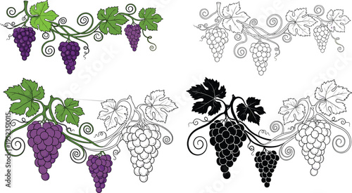 Grape vine vector illustration set featuring purple bunches green leaves and line art sketches with curly tendrils for wine labels organic food and harvest.