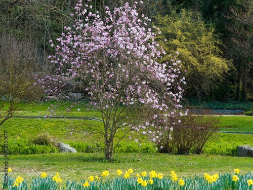 Quadro su tela Magnolia × loebneri 'Leonard Messel' -  Magnolia de Loebner à floraison étoilée