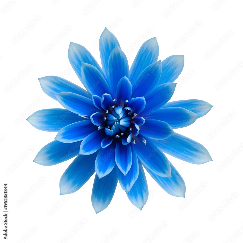 Fototapeta premium Vibrant blue flower isolated on transparent background