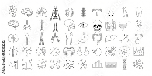 Vector line icons of human anatomy and biological systems. Comprehensive collection for medical, educational, and scientific design projects