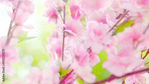 Soft focus shot of pink cherry blossom branches, with green background