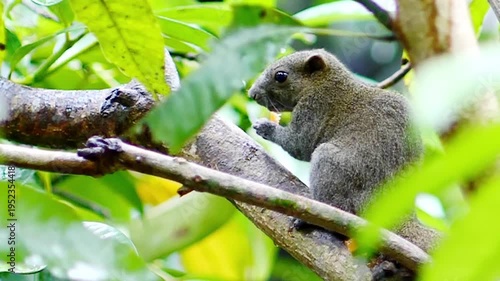 A Squirrel Eating on a Branch, Among Lush Green Foliage