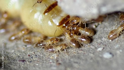 A close-up view of a termite colony and queen, highlighting their natural behavior and the intricacies of their social structure