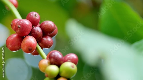 Freshly picked coffee berries on a branch, showcasing their vibrant colors and natural beauty