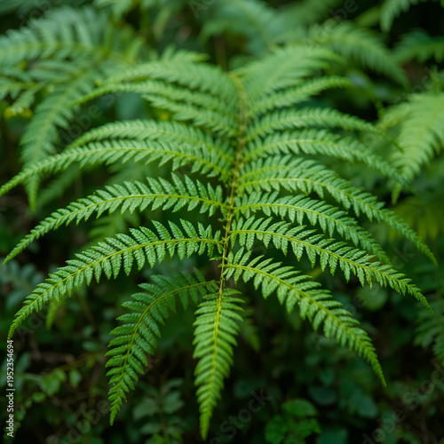 A fern is a member of a group of vascular plants (plants with xylem and phloem) that reproduce via spores and have neither seeds nor flowers.